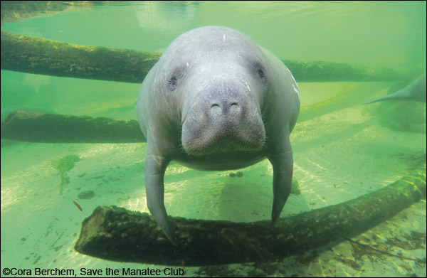savethemanatee's tweet photo. Featured Manatee Adpotee: Moo Shoo!
A female manatee first identified in 2010, she has had three calves. Enjoy a short video and learn more about Moo Shoo and how to adopt her at: https://t.co/9ng7qYtQkb https://t.co/5pLQoLpVv7