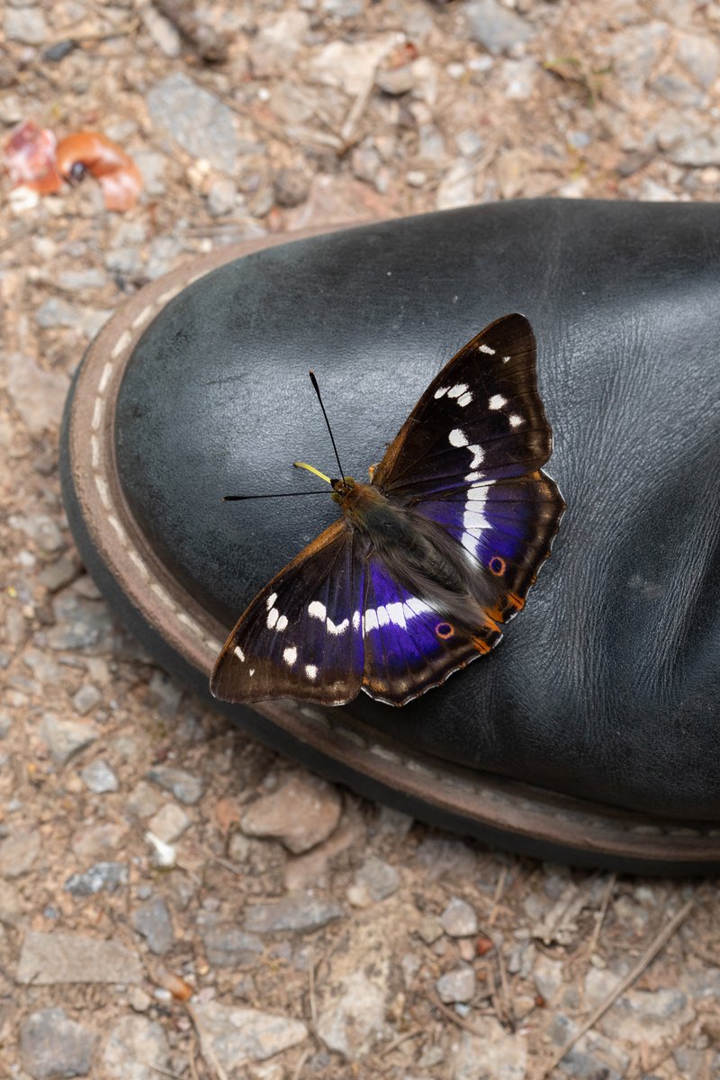 Don't forget to polish your shoes when Emperoring this year.  Wonderful experience with this very friendly male, heaven. <a href="/MatthewOates76/">Matthew Oates</a> <a href="/savebutterflies/">Butterfly Conservation 🦋</a> @ukbutterflies