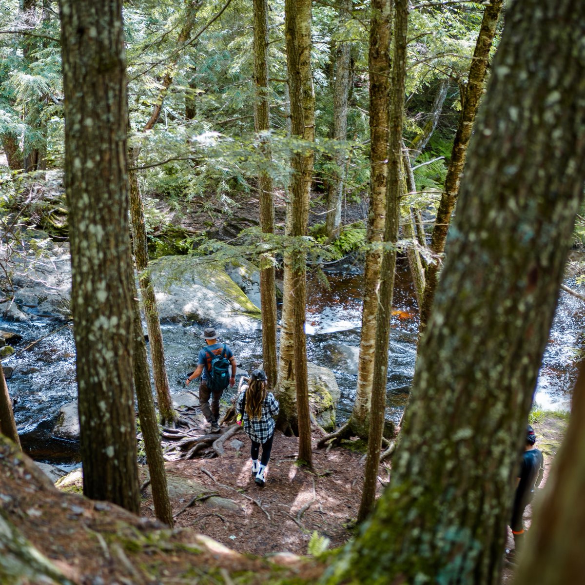RVCare's tweet photo. Leave the road, take the trails. —Pythagoras / Délaisse les grandes routes, prends les sentiers —Pythagore

📍: Muskoka, Muskoka Lakes, ON, Canada
📸: Stefan Hiienurm
#traveltuesday https://t.co/c80XRQ7K09