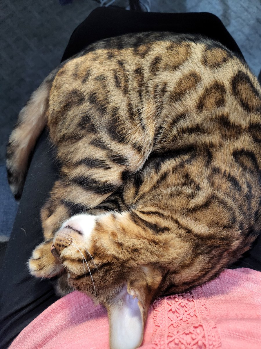 InspiritedSelf's tweet photo. @DescendingSarah Seriously I am going to get nothing done today 😍🐱 https://t.co/5OmtzoJniv