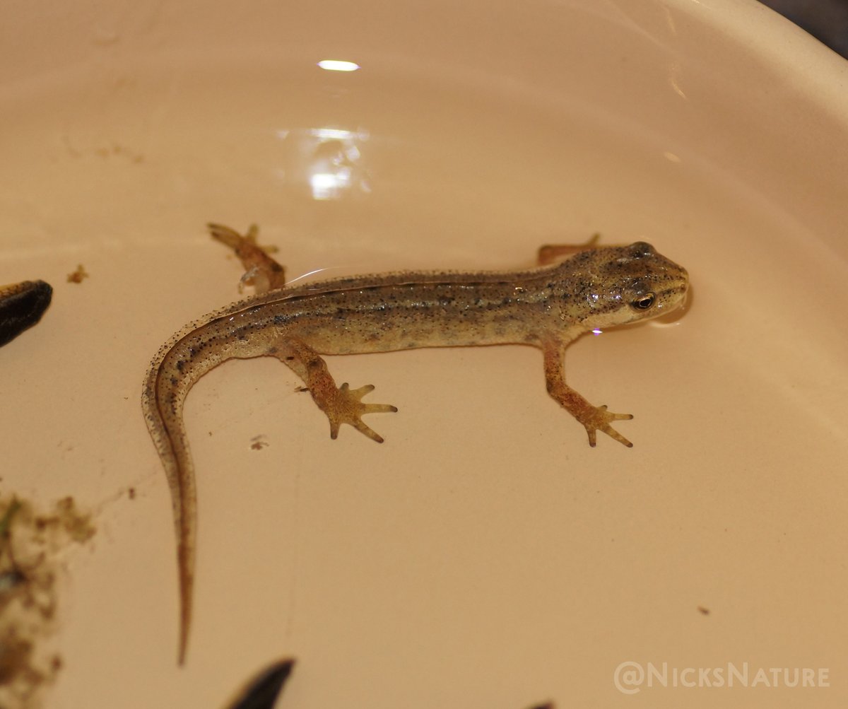 NicksNature's tweet photo. Newt in a cat bowl. Found in my garden.
#newt #naturephotography #macrophotography #photooftheday https://t.co/pcqnsND8WX