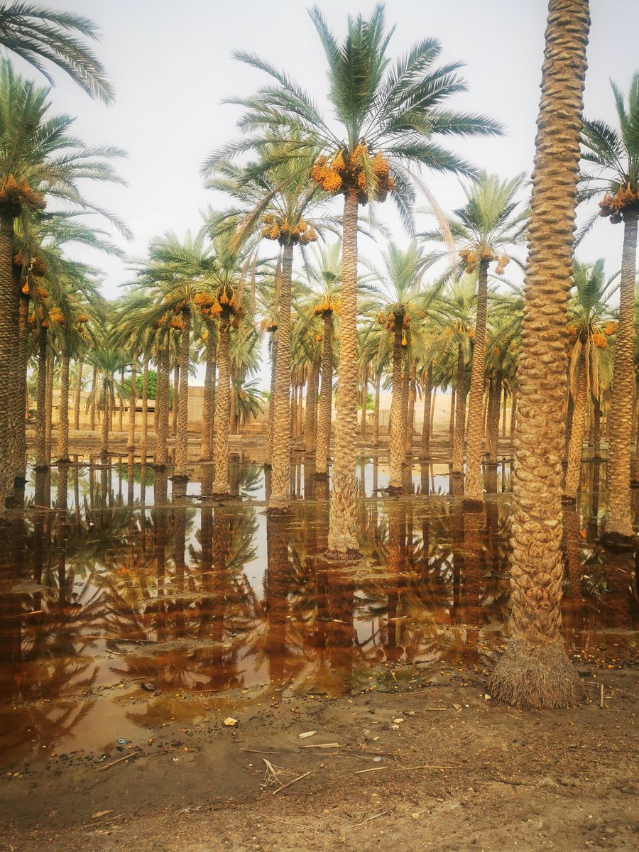 ShahNafisa's tweet photo. #Khairpurs #datecrop has suffered immense losses as a result of rains this season. At least 50 per cent of crop is destroyed leading to a loss of billions. Both #Sindh & #Federal goverment should declare the area calamity hit and help subsidise bankrupt farmers #SaveDateFarms https://t.co/Fekl2dZRT8