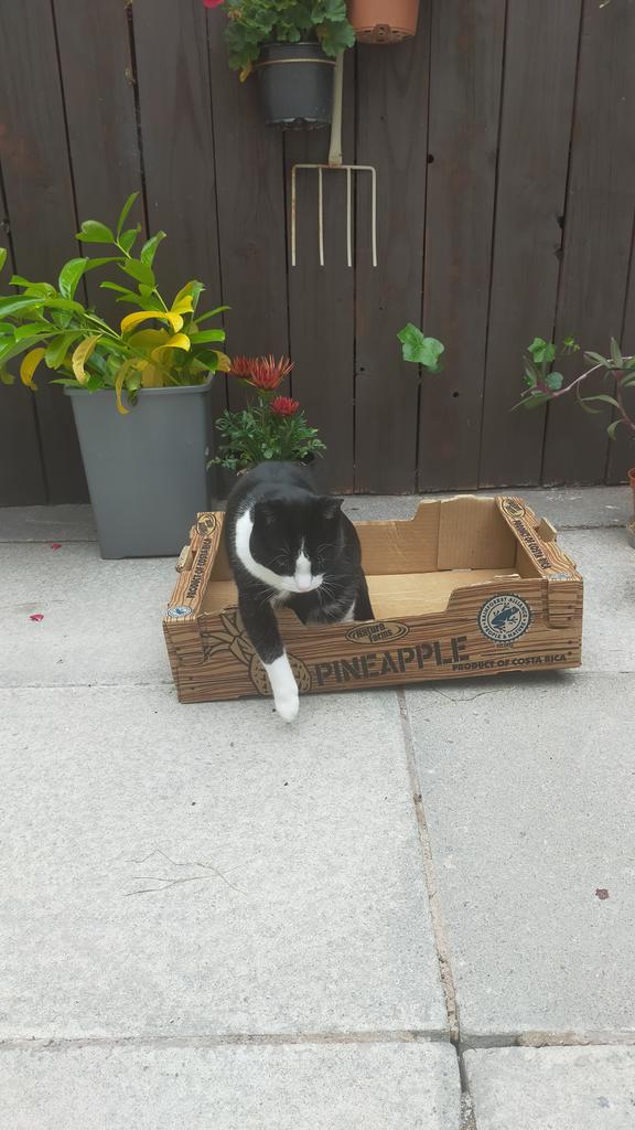 JanisSavics's tweet photo. @TheCopyCatPT Pineapple on the move. https://t.co/UVma7NonZt