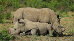savetherhino's tweet photo. A joint operation has arrested 11 suspects in connection with the recent poaching incidents in Etosha National Park, where 11 rhinos were found dead. Officials confiscated 2 vehicles, 5 rifles, ammunition, axes and knifes https://t.co/tAHG8JO1LW https://t.co/RZexI0QR0E