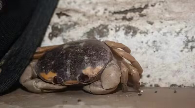 kuro like this meme recently,a sad crab,but I told him so yummy that it looks like....🤔