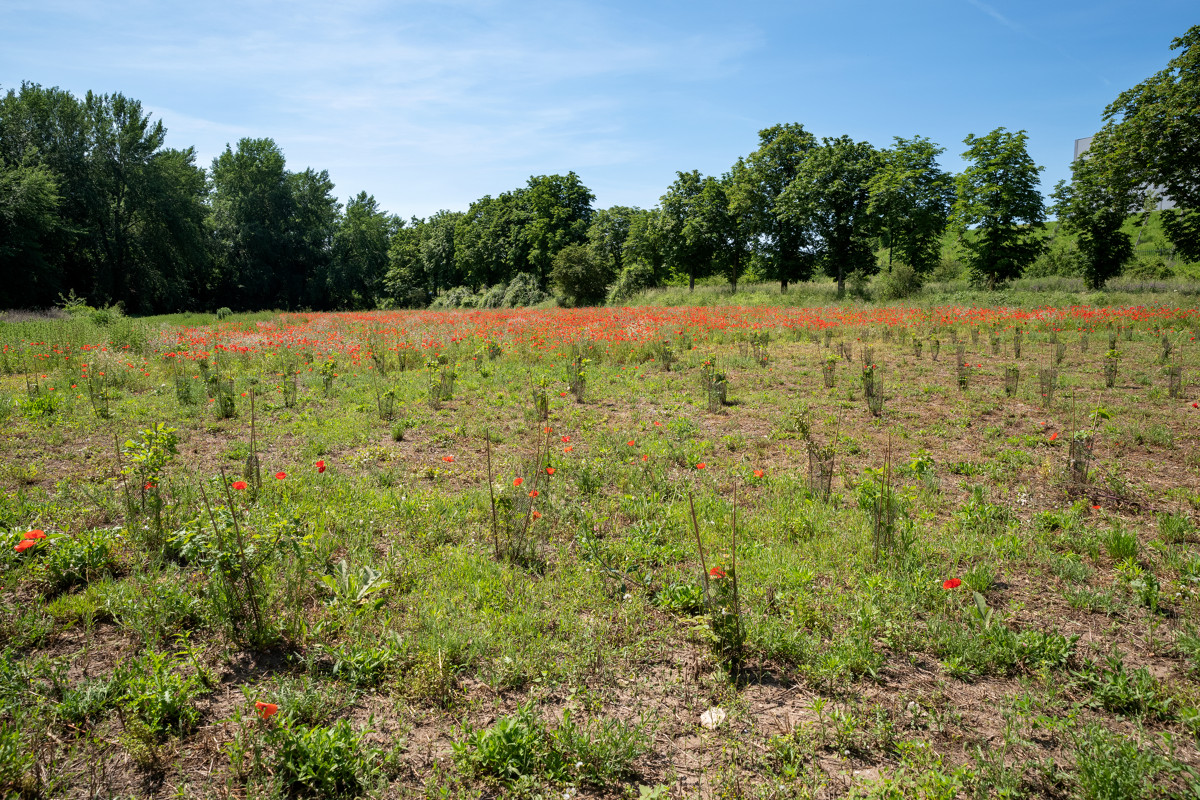 🌳 En raison des liens historiques de 5 des 7 communes d’implantation de la forêt avec le domaine de Maubuisson. La nouvelle forêt du Val d'Oise s'appellera #ForêtdeMaubuisson et abritera un million d'arbres à terme sur 1340 hectares.
Plus d'infos➡️ fcld.ly/m9m9w6l