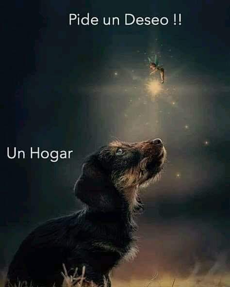 HELA_MORE's tweet photo. 11:11 que todos los perritos tengan un hogar 🫶🏻🧚‍♀️ https://t.co/peInDlo4XX