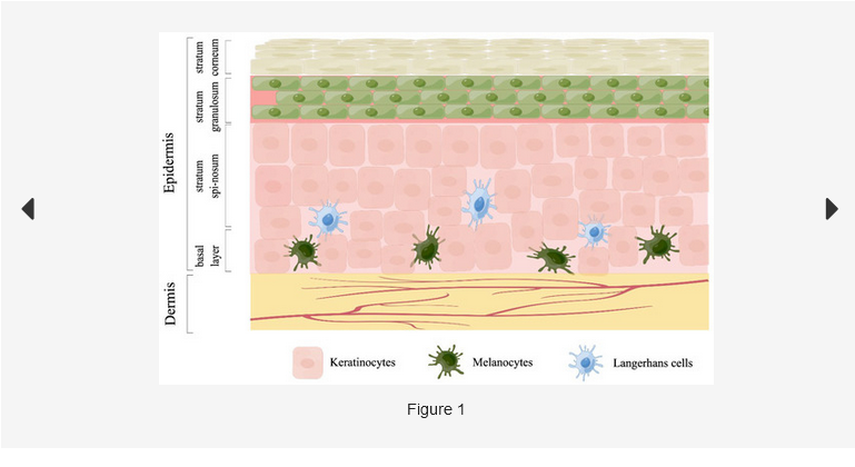 Life_MDPI's tweet photo. Identification of Cell Markers and Their Expression Patterns in Skin Based on Single-Cell RNA-Sequencing Profiles - belongs to the #Special #Issue Bioinformatics Methods for Single Cell Sequencing Data Analysis.

#aboutskin #skincells

See more at: https://t.co/1dU9OGtdbc https://t.co/kNzQZqKX20