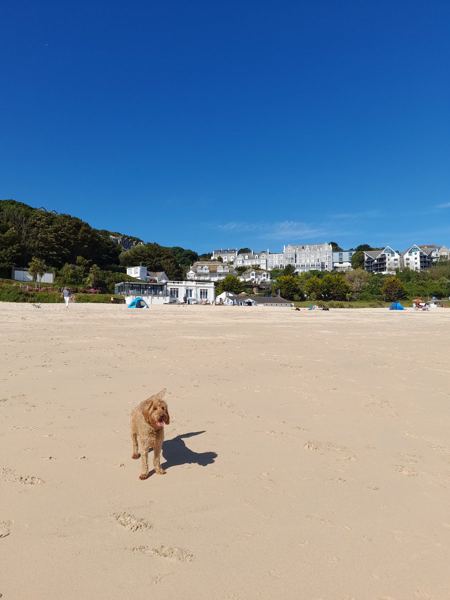 MiloNames's tweet image. One of the best beaches but had to be early to get away from those crowds. Loves how they make sure I'm off by 10 protecting me from all that noise of squeeing kids I needs my space to run  🐾