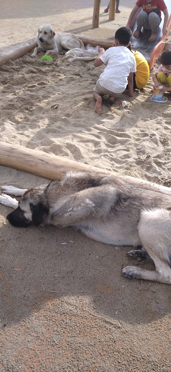 Kdr___67's tweet image. Çorlu&apos;da Çocuk parkındaki başıboş köpekler.. Çocuklar için Hiç güvenli değil.. 8 tane daha var saydığım. Yetkililer derhal çözüm bulmalı.
#sokakköpekleri
#sahipsizköpekler
#Corlu
#çorlubelediyesi