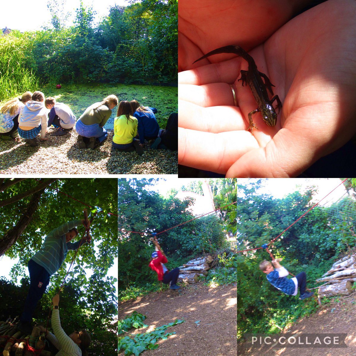 Cliff Lane Kingfishers tweet media