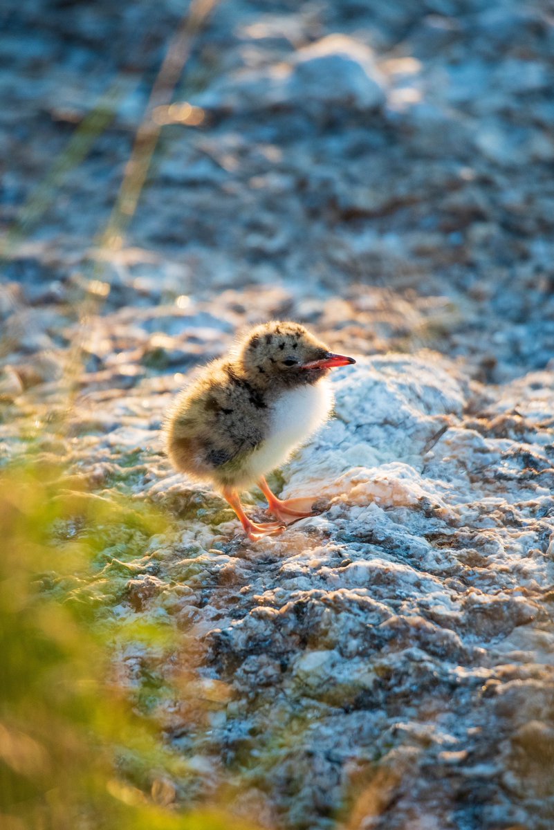 It’s tern chick season on White and Seavey Islands, which means researchers from <a href="/UofNH/">University of New Hampshire</a> and <a href="/ShoalsMarineLab/">Shoals Marine Lab</a> are monitoring the fluffy little newborn Common and Roseate terns. For a #SeaGrantFunded project, the researchers are watching what fish the parents feed their chicks: 1/4