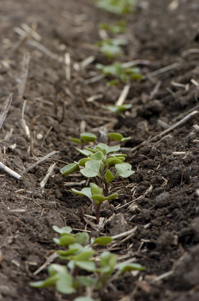 syngentacanada's tweet photo. Shouldn’t you protect the ones you love?

We sure think so. 

Protect your next canola seed investment with Helix® Saltro® for the most comprehensive protection in a foundation seed treatment – including flea beetles and seed &amp; airborne blackleg.

https://t.co/OuDh0EzmV5 https://t.co/7cXP2AILg9