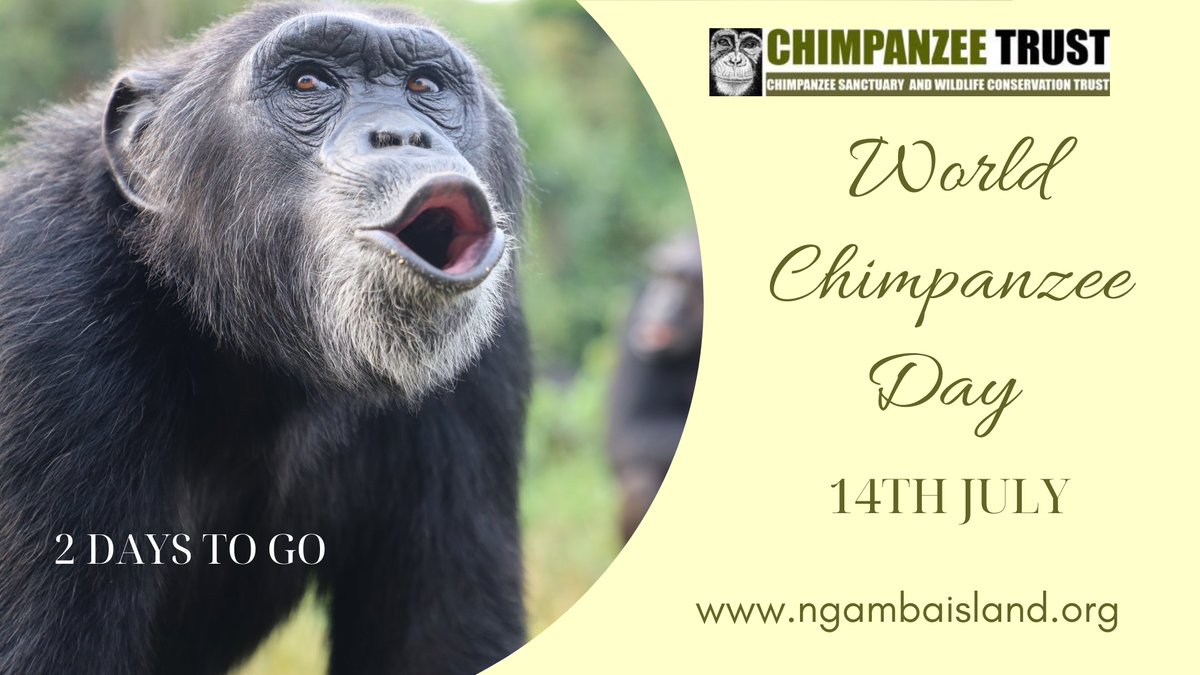 ngambaisland's tweet photo. World #Chimpanzee #Day is here again! Join us this 14th of July as we celebrate our closest  living relative in the #animal kingdom. #ChimpanzeeTrust #Ngambaisland https://t.co/zEUlsqpK5v