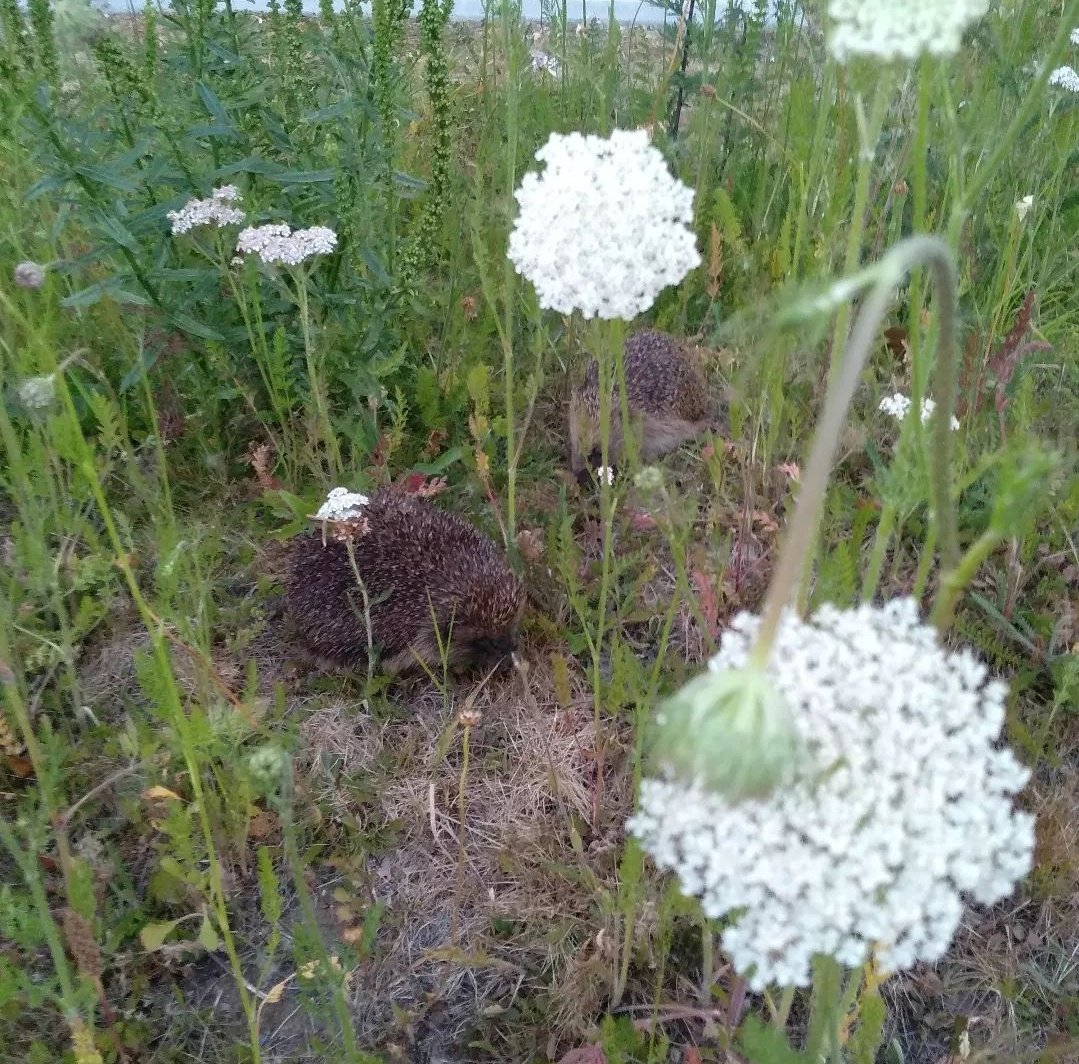 A brilliant photo of some of our campus #hedgehogs in our #wildflowermeadows by raullobo_conservation_work.

In the lighter Summer nights, you'll have more opportunity than ever to see our nocturnal prickly pals. 

💧Remember to leave out water for wildlife during this heatwave