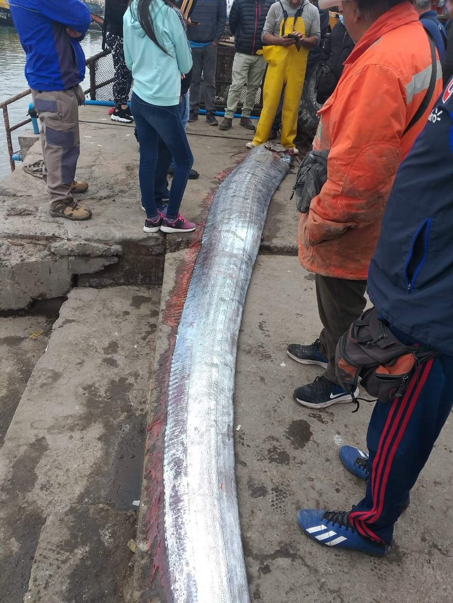 ElitoCorrales's tweet photo. En el Puerto de Arica pescadores sacan al pez remo, de los presagio de terremoto o alguna Catástrofe.

Sería todo. https://t.co/261vGBUdLl