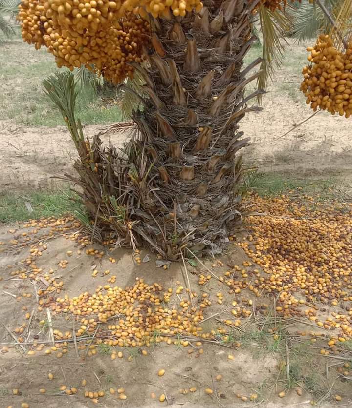 SajjadA92744912's tweet photo. #Khairpurs #datecrop has suffered immense losses as a result of rains this season. At least 50 per cent of crop is destroyed leading to a loss of billions. Both #Sindh & #Federal goverment should declare the area calamity hit and help subsidise bankrupt farmers #SaveDateFarms https://t.co/T2xdHpa6rP