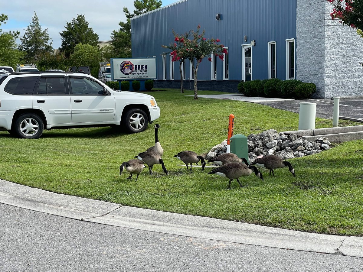 The geese just came by to sign up for our annual maintenance plan! They received a discounted diagnostic fee, up to 20% on service repairs, and a guarantee of service within 48 hours! There is more info on our annual maintenance webpage: obrienservice.com/energy-savings…