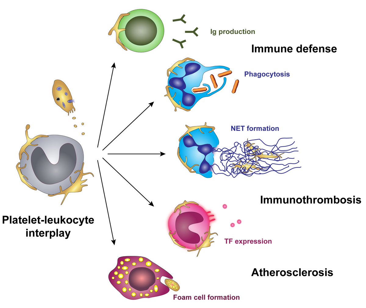 RPTH (@rpthjournal) on Twitter photo Did you know there are extensive interactions between #platelets & leukocytes in the context of infection AND sterile inflammation? <a href="/PlateletVienna/">Vienna Platelet Laboratories</a> presents these insights in an #ISTH2022 SOA talk happening now! #CoagCapsule #IllustratedReview onlinelibrary.wiley.com/doi/full/10.10… Did you know there are extensive interactions between #platelets & leukocytes in the context of infection AND sterile inflammation? <a href="/PlateletVienna/">Vienna Platelet Laboratories</a> presents these insights in an #ISTH2022 SOA talk happening now! #CoagCapsule #IllustratedReview onlinelibrary.wiley.com/doi/full/10.10…
