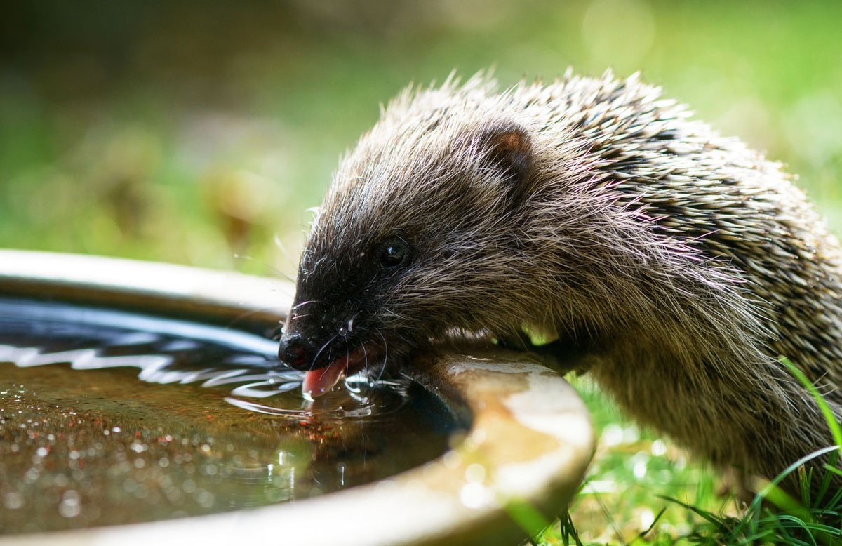🚨🆘‼️ URGENT HEATWAVE ALERT ‼️🚨🚨

Many wild animals could DIE this week due to not being able to find water 🦔🐝🐌🦊🐦

Please put bowls of water in your back garden 💦

Please also put bowls of water in your front garden for the animals who cannot access back gardens 💦