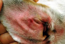 AllVetCare's tweet photo. Is your pet having any of these symptoms? It could be an Ear infection. Common signs:
Redness inside ear, yellow, brown or bloody discharge, scratching at ear, swelling of the ear. 
More severe symptoms:
Loss of balance, walking in circles, unusual eye movement. https://t.co/WGvjre7GaQ