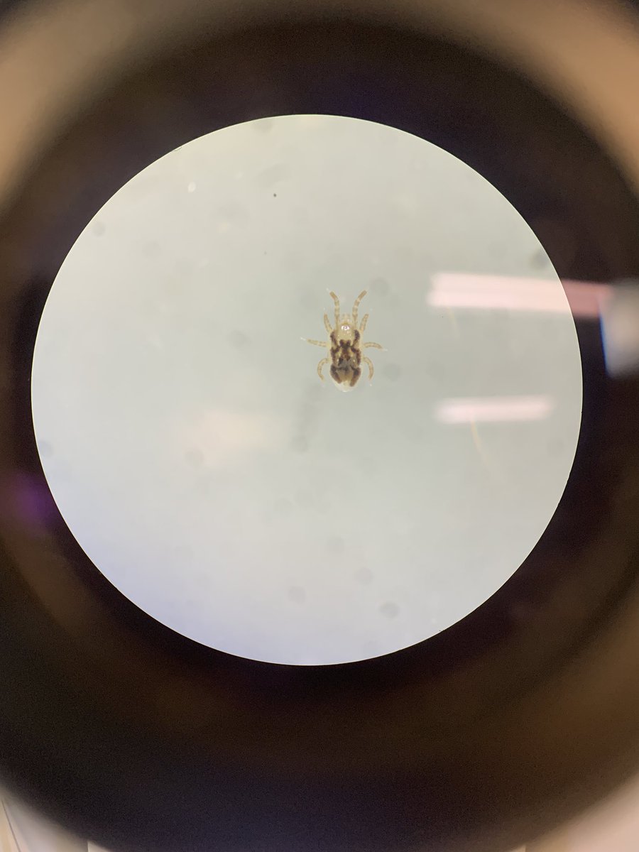 EnviSciEliza's tweet photo. Happy #MiteMonday ! This tiny specimen is from the genus #Ornithonyssus. The NPCS Project (@Parasite_Squad) finds hundreds of these mites in EABL, TRES, and HOSP nests! As a blood sucking mite they can irritate their host. In high intensity cases, they may cause anemia. https://t.co/VFoErsULEH