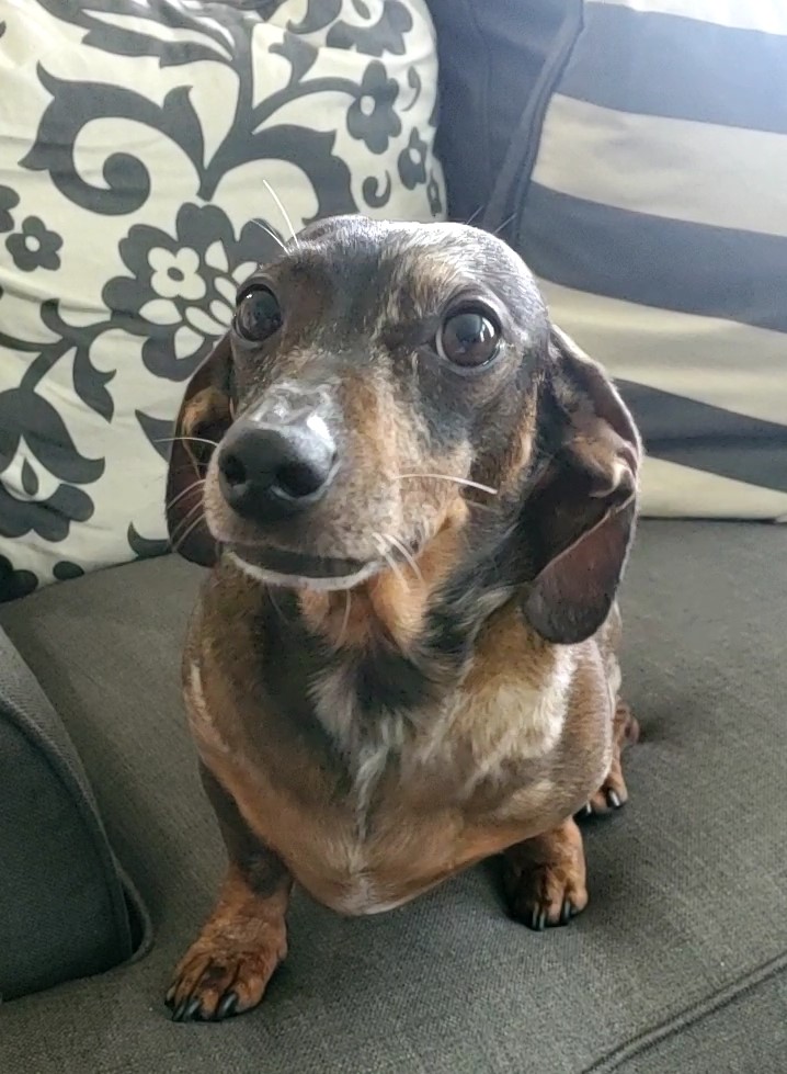 Thank you <a href="/TMobile/">T-Mobile</a> for making fun contests for our furry family! This is our 12 year old dachshund. Choko is a spicy lil thing (hence the side eye, LOL)! He loves to give kisses, swim &amp; sunbathe! Best of all he is just the sweetest pup who adores our kiddos! #TMobilePets