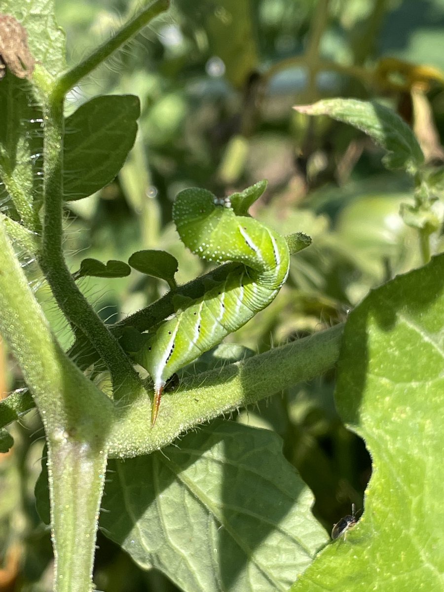 RobSnowhite's tweet photo. Today’s #beecosystem around the garden https://t.co/DVL6zHXpCj