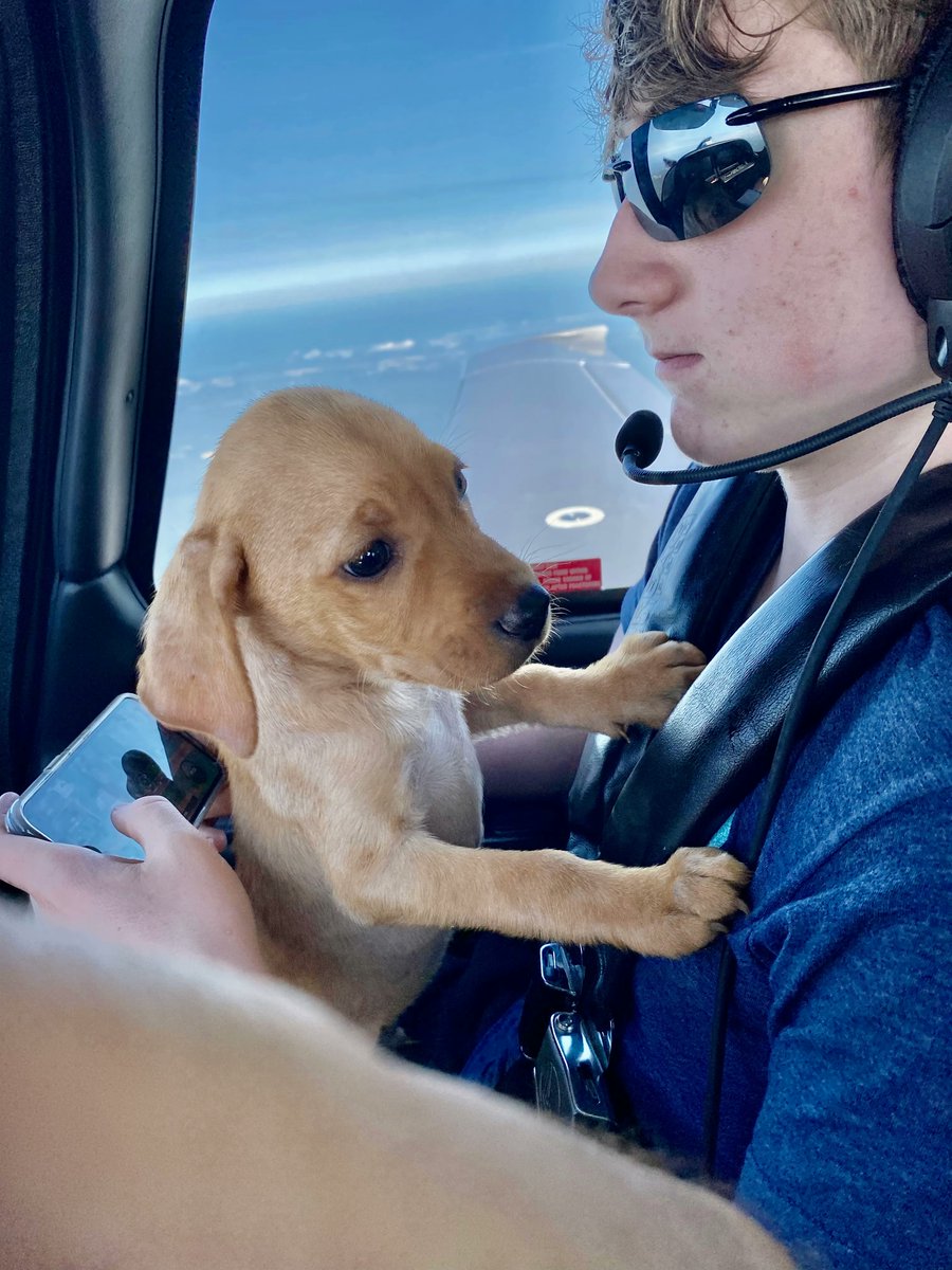 PilotsNPaws's tweet photo. 16 Puppies’ Flights to Freedom✈️
It took several flights to get the puppies to their final destination, but they all arrived safely with the help of our amazing volunteers! 
#PilotNPaws #volunteers #RescueDogs https://t.co/nC61fSCnAT