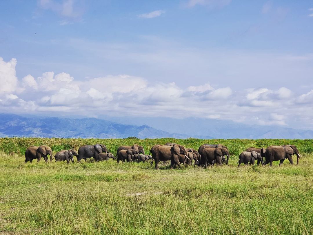 The Queen Elizabeth National Park prides itself on the diverse range of landscapes and terrains that an array of exciting creatures call home 📍 📸 @shaheen_memon87 📍 Queen Elizabeth National Park #exploreuganda_uki #UniquelyOurs #UgandaAwaits #VisitUganda