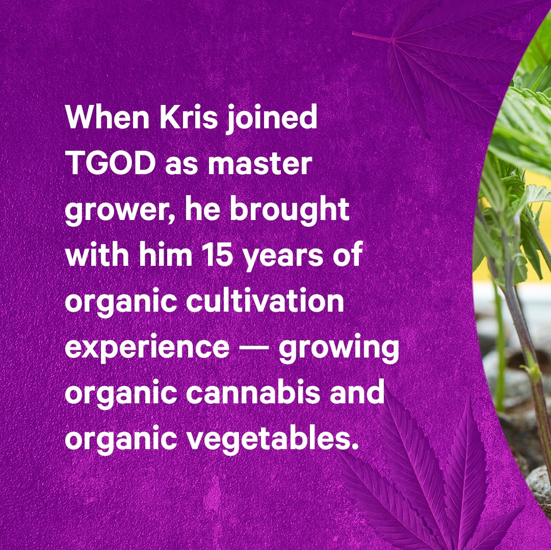 ONCannabisStore's tweet photo. At @GrnOrganicDutch, master grower Kris Leblanc has one goal: cultivate the highest quality, most potent bud using organic, earth-friendly processes. 🌱 He’s succeeding. Get the inside scoop on what Kris and TGOD do differently, and why it works: https://t.co/jiFUZwefT6