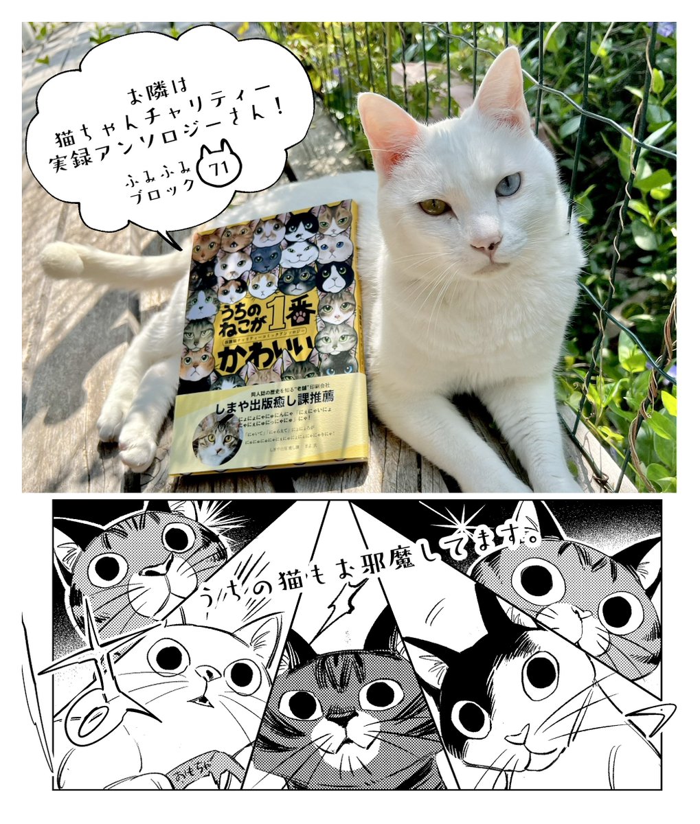 直近ですみません!
7月17日京セラドーム大阪にて開催されるにゃんともニャンズマーケット8に参加いたします。
以前作ったこの子たちを連れて行きます～!利益は全て保護猫団体様に寄付いたします。
どうぞよろしくお願いいたします💕😸
 #ニャンズマーケット  #チャリティ 