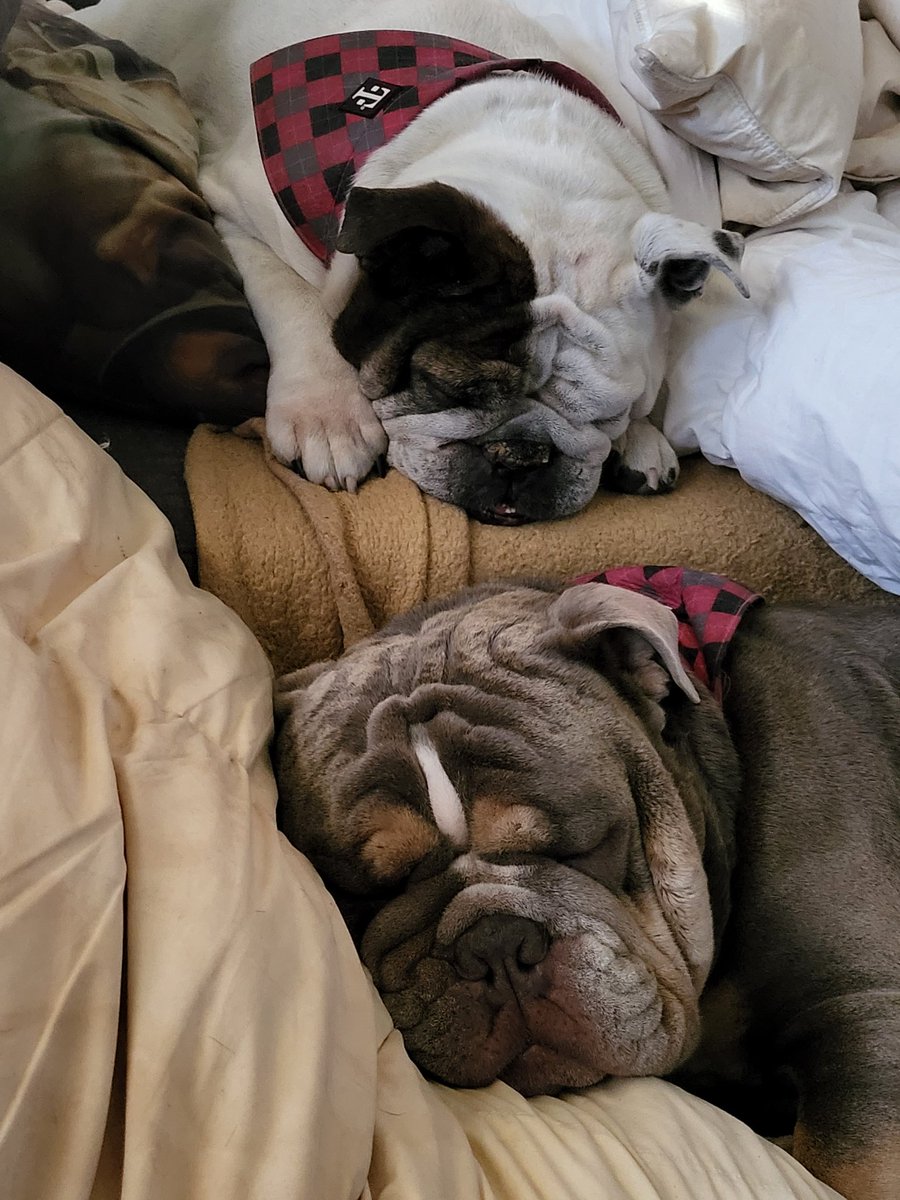 #tmobilepets @tmobile
T-mobile, look at these beauties for an amazing wallpaper. Nardo and Daphne enjoying naps and Nardo the beach!