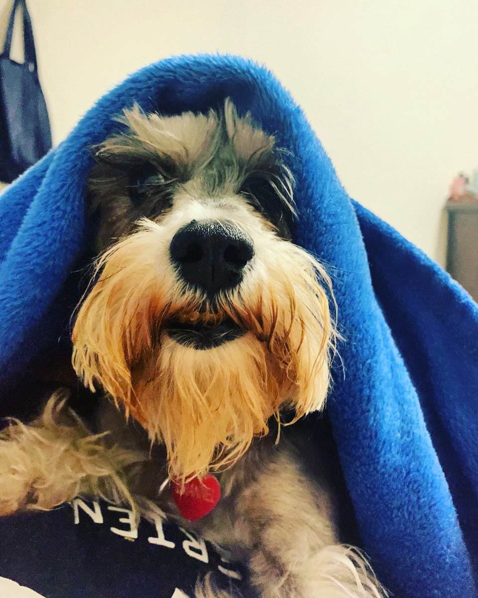 Rubbenblues's tweet photo. Hoy mi rutina mañanera fue tan difícil.. Extraño a mi Partner..  Caminar sin tu compañía es tan doloroso. Te sigo llorando Channel, gran amiga.  #Schnauzer #dogsinheaven https://t.co/HlHVBhwhw8