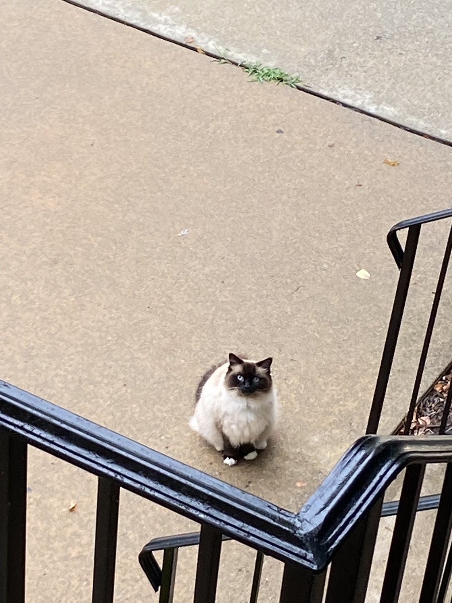 jacksonfunnycat's tweet photo. I’m have spotted yuo!!!!!!!!!.!.!.!.! https://t.co/kaNHOF0WuV