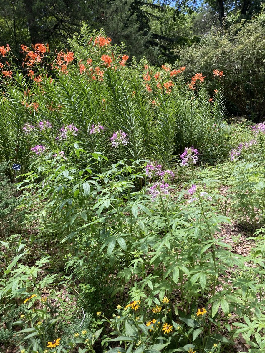 JoanETroyMath's tweet photo. Cool enough day in Chapel Hill to take a stroll through Coker Arboretum. https://t.co/4CJ7SXc1jH