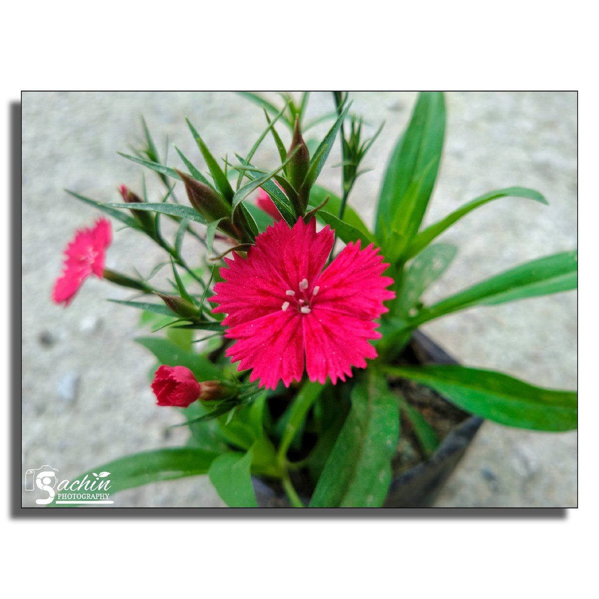 sachinvisuals's tweet photo. 🌷𝓟𝓲𝓷𝓴 𝓓𝓲𝓪𝓷𝓽𝓱𝓾𝓼
📷: @imsachinmehta 
#flowerphotography #dianthus #flower #visionary #mobilephotography #photographyart #photographyislife https://t.co/9zNjJFi6gk