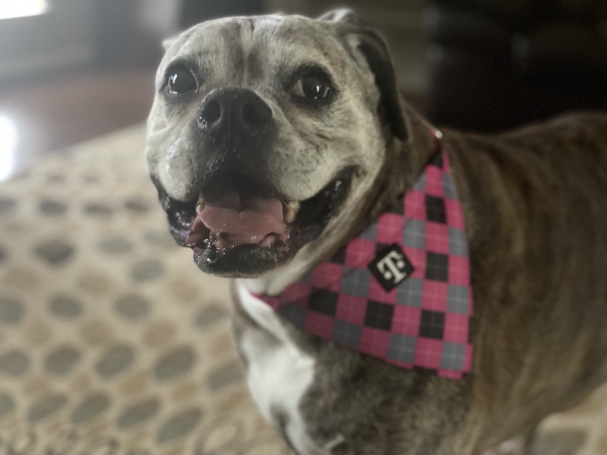 LouD3L3on's tweet photo. Grumpy reporting for duty! @TMobile 
#tmobilepets https://t.co/0LzlnPUwBT