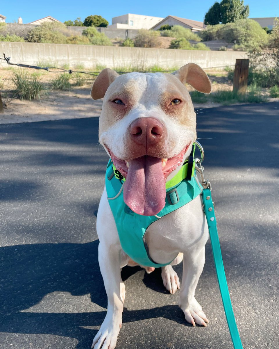 Flooding Twitter with pet pics! Thanks <a href="/TMobile/">T-Mobile</a> for showing love our #TMobilePets some love. 🐾❤️