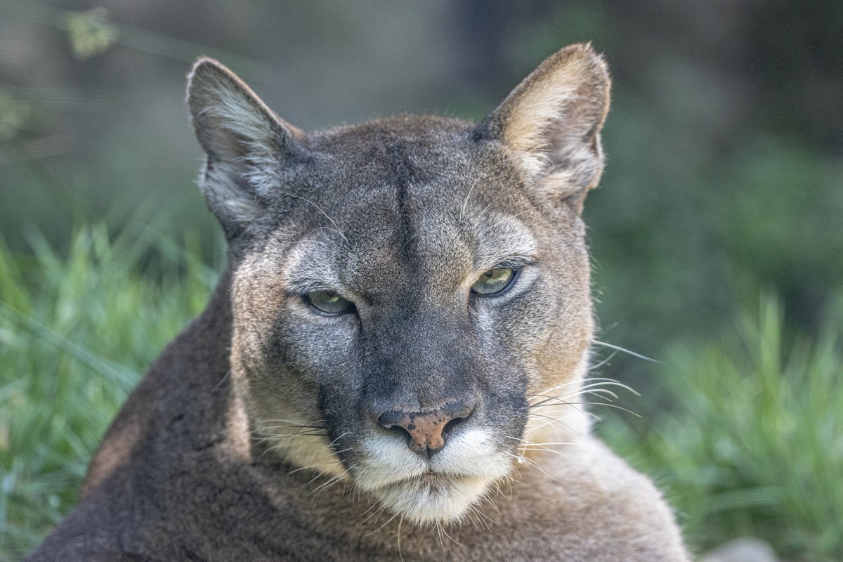 stevewhiterave1's tweet photo. @BraydenCreation We went to the zoo today, It was not easy photographing animals and birds through glass or wire but I got some good photos ..still have a lot to go through yet they were all @exmoorzoo https://t.co/meEfB9wCQb