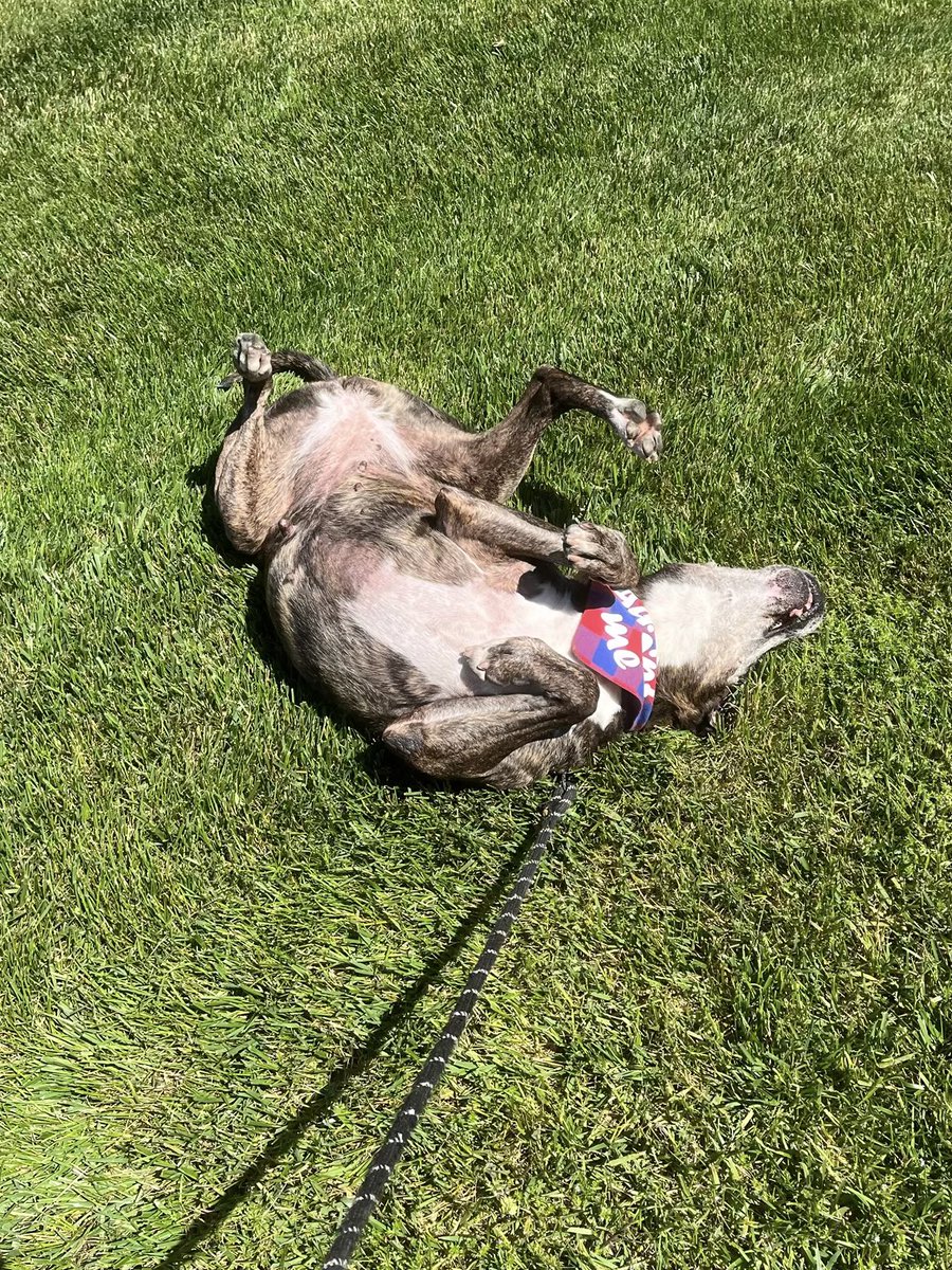 WicomicoHumane's tweet photo. 13 year old Jackie O is still smiling after being at the shelter for an entire year. Let’s all strive to be as happy as this sweet girl! #MondayMotivation #AdoptDontShop https://t.co/f9w6seKKyD
