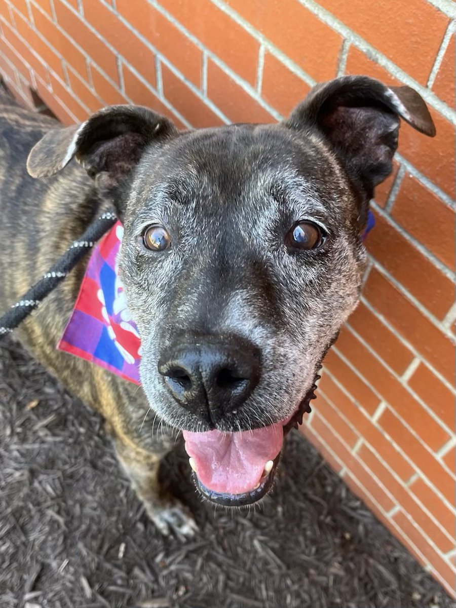 WicomicoHumane's tweet photo. 13 year old Jackie O is still smiling after being at the shelter for an entire year. Let’s all strive to be as happy as this sweet girl! #MondayMotivation #AdoptDontShop https://t.co/f9w6seKKyD