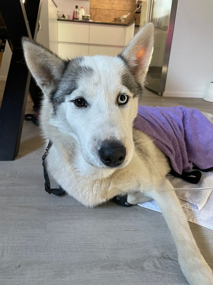 Kyy kävi kyläilemässä koirien aitauksessa. Ja tietenkin puri sitä koiraa joka odottaa #pentuja Verikokeet oli kunnossa. Ultrassa pennut oli hyvin kehittyneitä, sydämet löi ja kaikki näytti olevan ok. Kumpa kaikki todella olisi hyvin ja saavat syntyä terveinä.