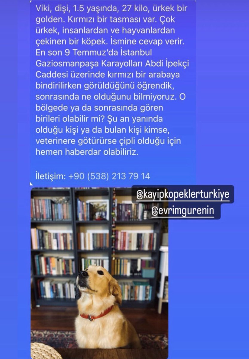 benazircoskun's tweet photo. Twitter, instagram, Facebook olduğumuz her yerden yayalım lütfen. Aşağıdaki postta detaylı özellikleri ve bilgileri de var. Viki, dişi, golden, 1.5 yaşında, 27 kilo #kayıpköpek #Viki #kayıpgolden #gaziosmanpaşa 

Lütfen çok rt, her kanaldan yaygınlaştırma https://t.co/qMkgHIYda4