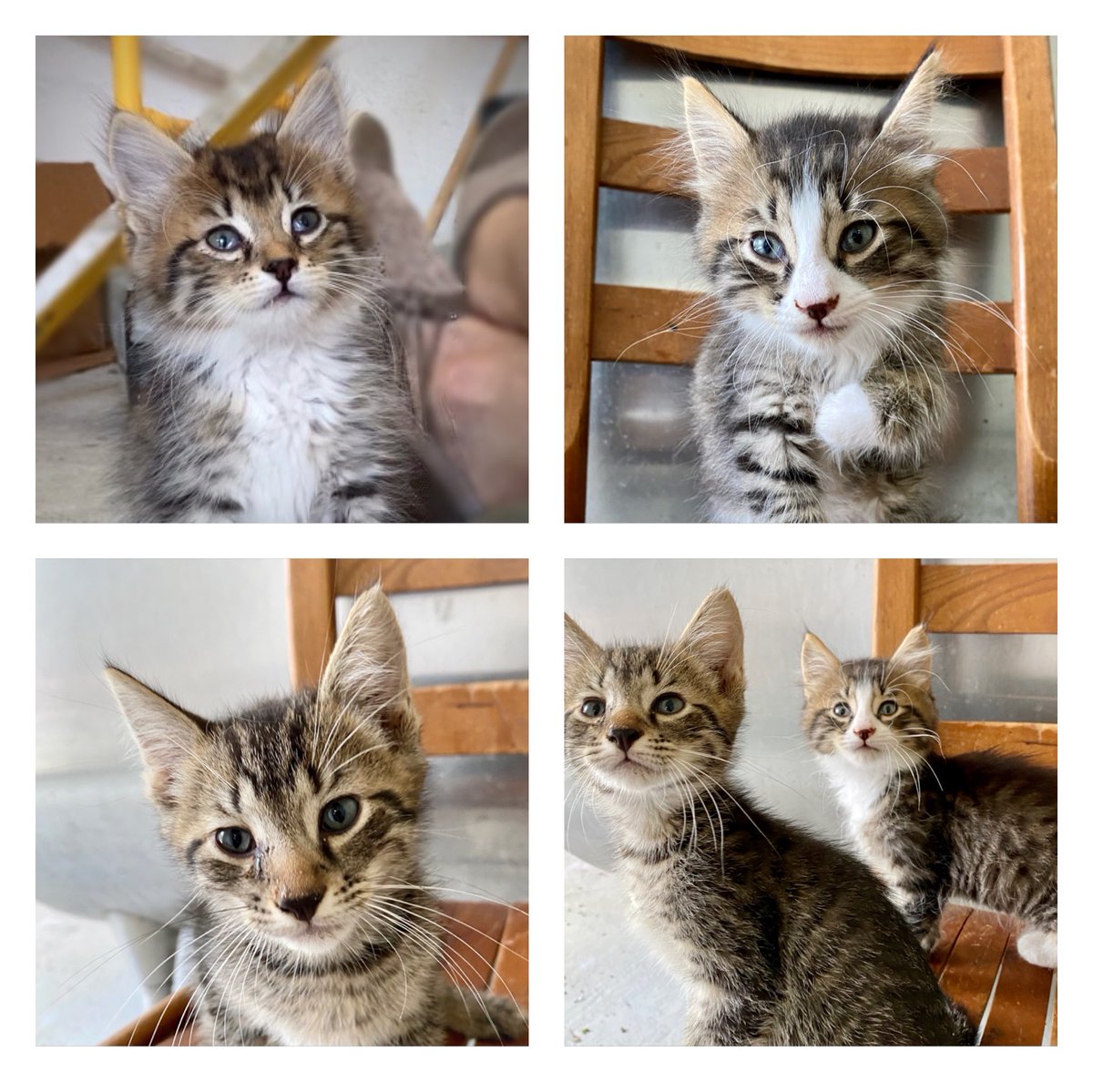 TheInnAtCelebr1's tweet photo. These three little sweet peas are seeking loving homes! Affectionate, litterbox trained and on solid food. Their Mom is a lovely, petite long-haired gray tabby. We are asking that you make a $25 donation to CARE's Lillie Fund. Send us a private message if you'd like to meet them! https://t.co/Xb5iSu8ppy