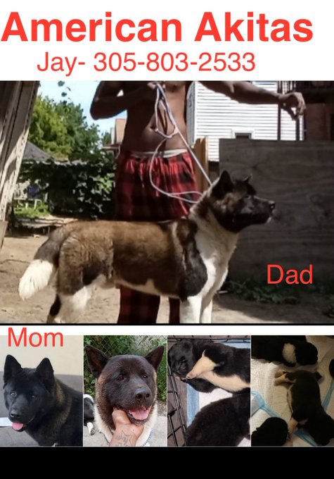 #AmericanAkita #dog #michigan #pets #animals #kennel https://t.co/uZQHUlBiWJ<a href="/tag/americanakita"class="tags">#AmericanAkita</a><a href="/tag/dog"class="tags">#dog</a><a href="/tag/michigan"class="tags">#michigan</a><a href="/tag/pets"class="tags">#pets</a><a href="/tag/animals"class="tags">#animals</a><a href="/tag/kennel"class="tags">#kennel</a>