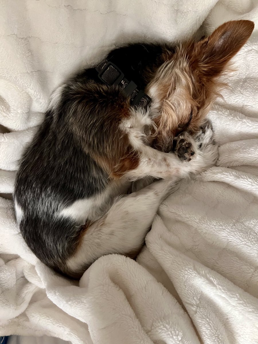 Can’t pick just one. #Reese #TMobilePets ⁦<a href="/TMobile/">T-Mobile</a>⁩ #partiyorkie #myfirstbaby #thisis11