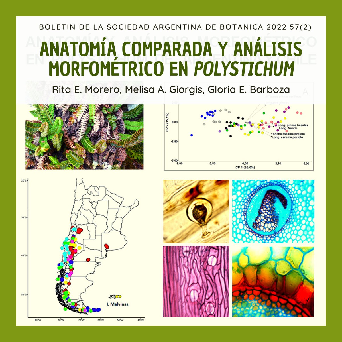 sabotanica's tweet photo. ¡New article in BSAB! https://t.co/DBXRhFb76T

MORERO, R. E., M. A. GIORGIS &amp; G. E. BARBOZA. 2022. Bol. Soc. Argent. Bot.57: 185-208. 
@IMBIVCONICETUNC @CONICETDigital @CONICETDialoga @helechosylicof1 
#Polystichum #Ferns https://t.co/uRcl8x5Dhp
