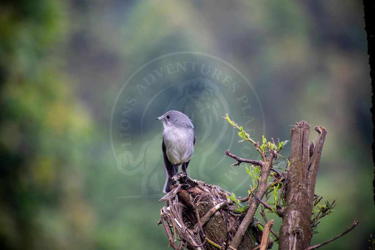 lions_platform's tweet photo. Fan of #birding, lions adventures brings you a variety of bird species from the #bishop, #white-eyed slaty #flycatcher, #sunbird, #whistlingduck and many more.
#tourism #nature https://t.co/n1PYzDqgT0