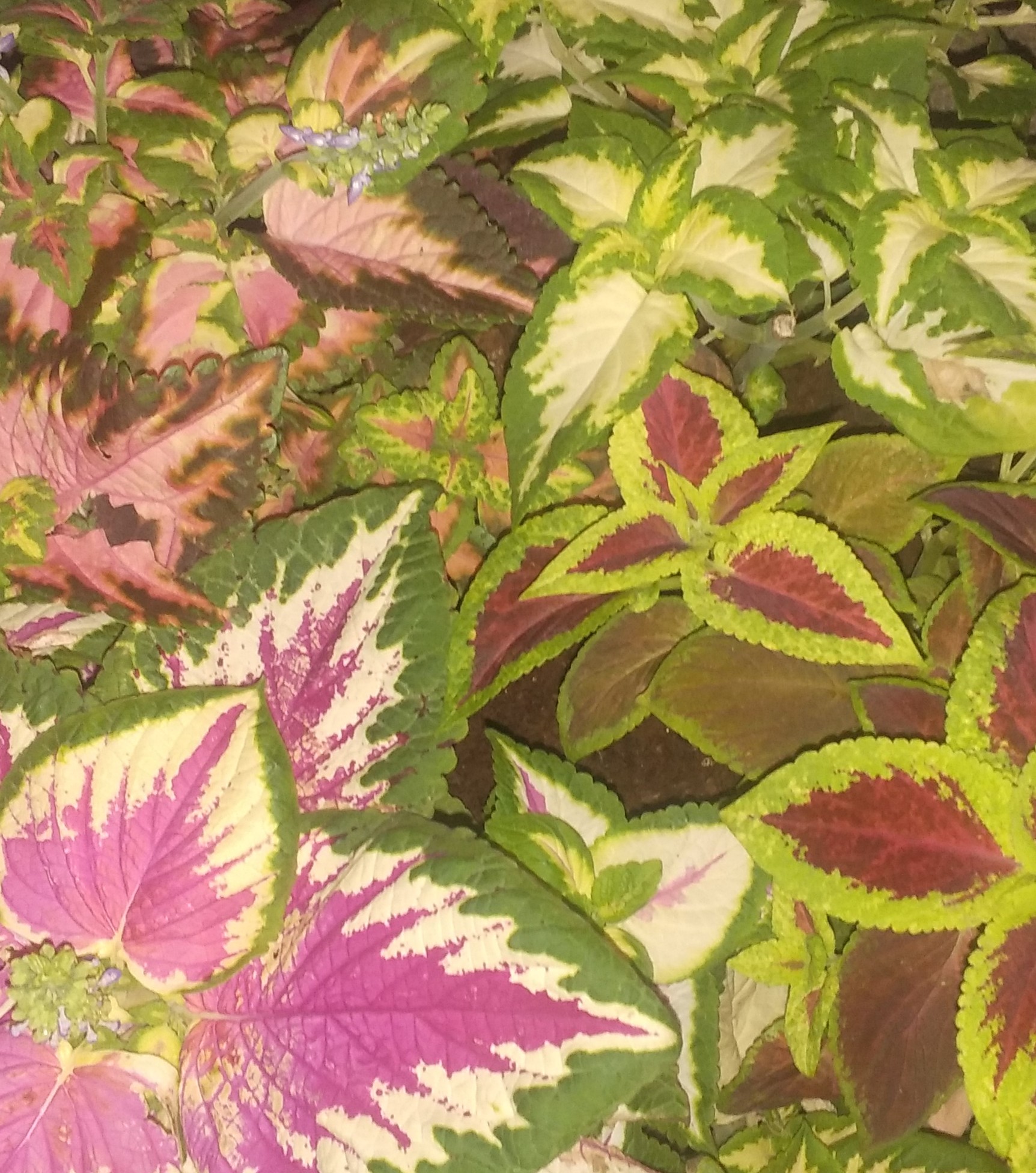 Twitter এ うさたん こんにちは みなさまにとって ステキな一日になりますようにm M コリウスが大きくなりました 花言葉 健康 善良な家風だそうです ふむふむ T Co Qfmir0zjw9 ট ইট র